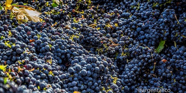 Vendemmia e vino nel Medioevo