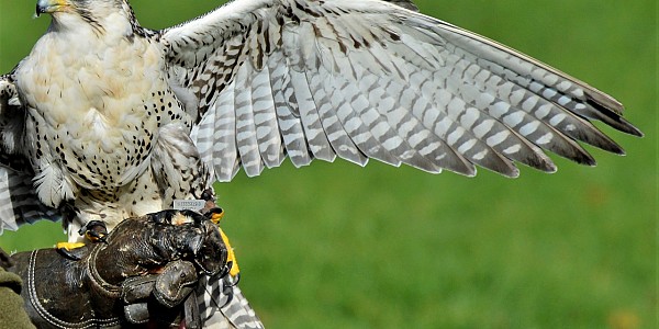 Medioevo e Falconeria