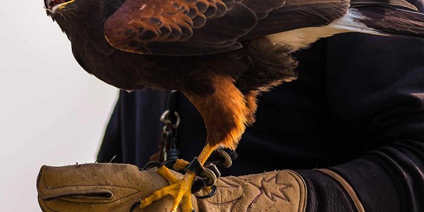 Spettacoli coi rapaci, storia della Falconeria